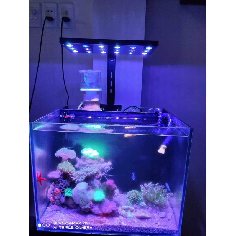 Đèn bể cá san hô