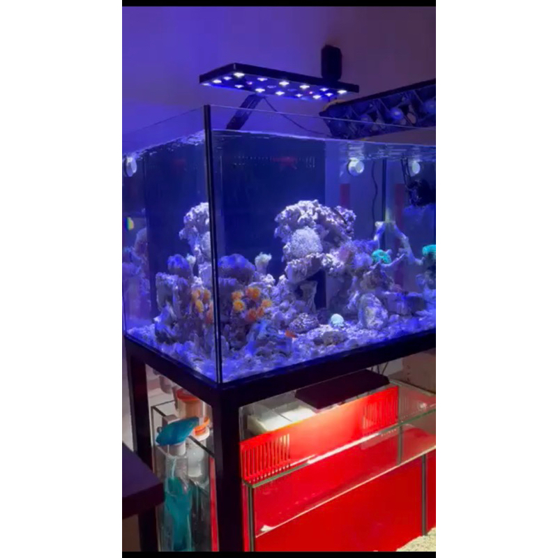 Đèn bể cá san hô