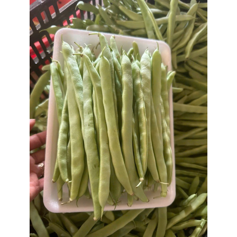 Đậu cove vườn Đà Lạt - Rau củ tươi Đà Lạt -  Hàng mới mỗi ngày