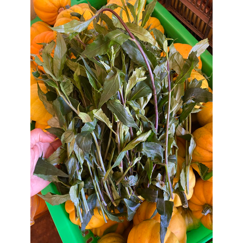 Rau Bâu Đât - Rau sạch nhà vườn ĐÀ LẠT