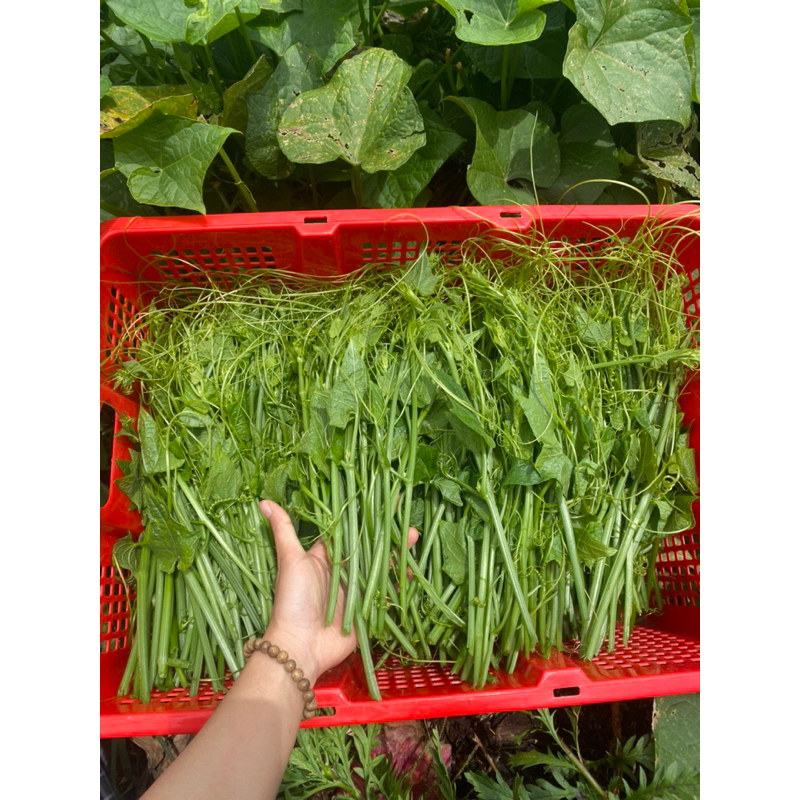 500g Đọt su tươi ĐÀ LẠT - Rau củ ĐÀ LẠT