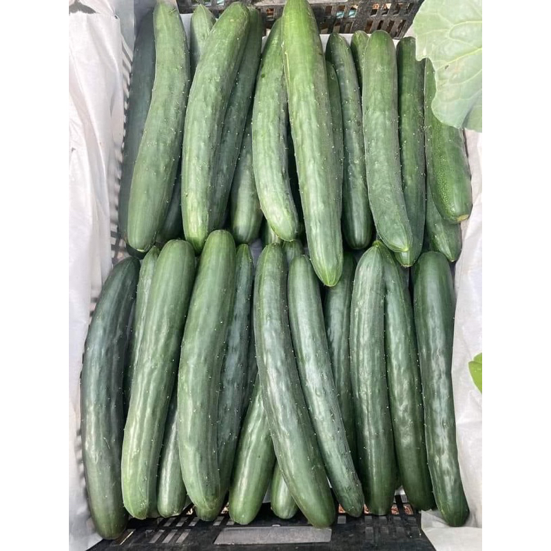 Dưa leo ĐÀ LẠT, giòn ít hạt