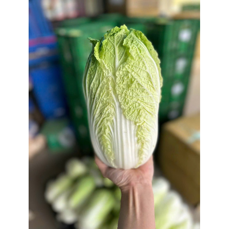 Cải thảo ĐÀ LẠT- Rau củ ĐÀ LẠT 800g-900g