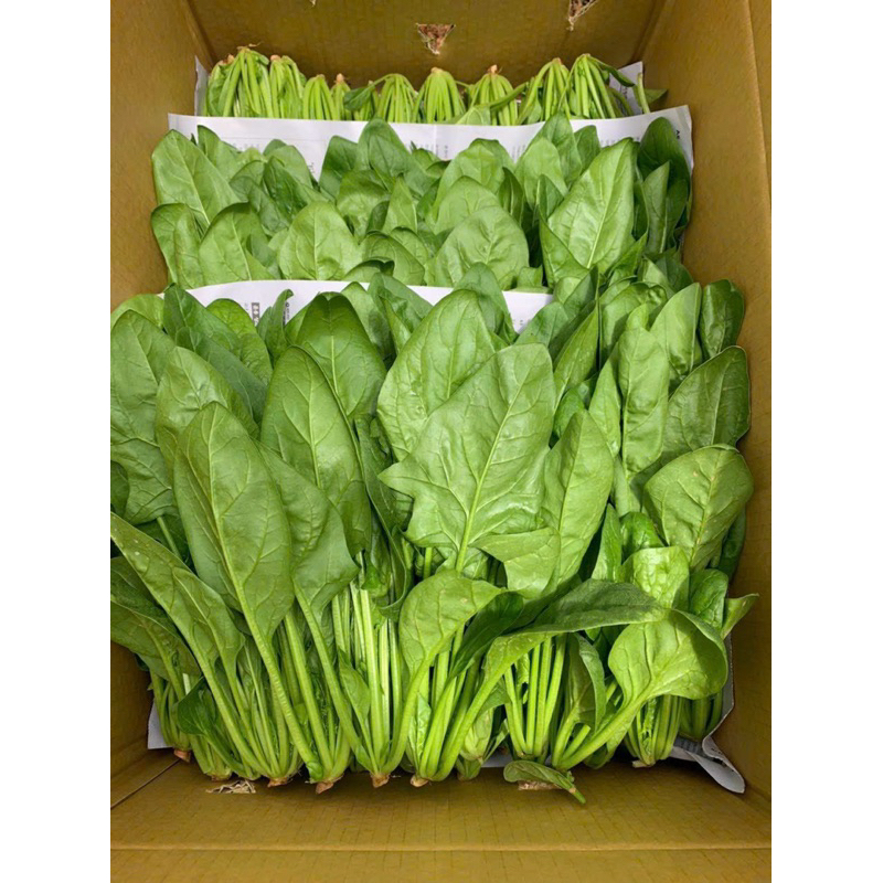 Cải bó xôi ĐÀ LẠT - Rau chân vịt tươi ngon - Rau củ Đà Lạt