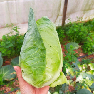 Bắp cải trái tim - sú tim đà lạt - rau củ đà lạt