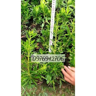 Combo 4 tùng đài loan giâm cành 30-40cm - chuẩn giống - giá tại vườn-bscc-vườn tùng