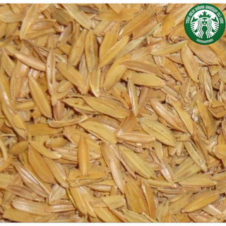 Vỏ trấu trồng cây