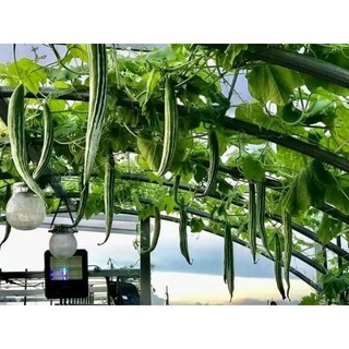 Hạt giống Mướp Nhật,Lặc Lè