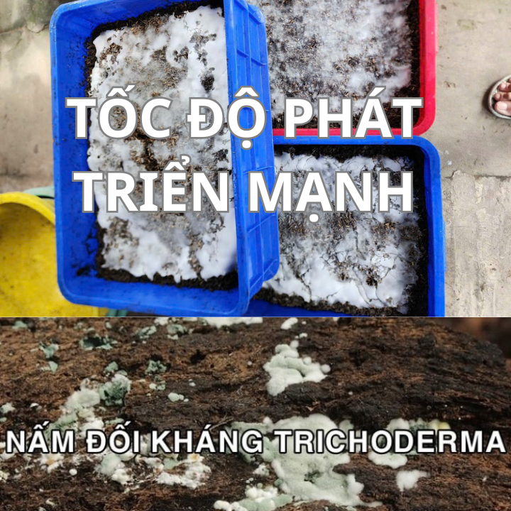 NẤM TRICHODERMA 2Kg  Mật Độ Cao, 5 Chủng Nấm, Ủ Phân Nhanh Hơn, Phòng Bệnh Hiệu Quả Hơn - Bột Hòa Tan