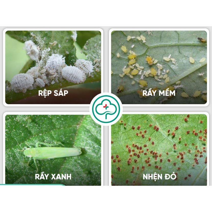 Trừ rầy rệp trĩ Vua Imida chuyên sâu rầy, trĩ, rệp lưu dẫn, thấm sâu
