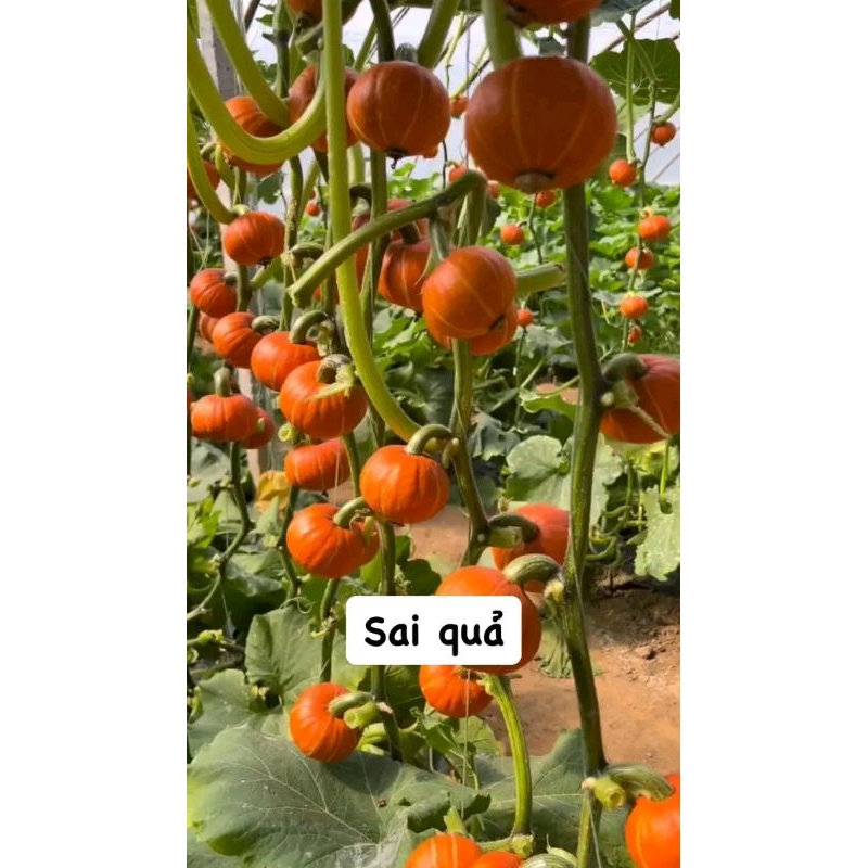 Hạt Giống Bí đỏ mặt trời