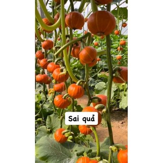 Hạt Giống Bí đỏ mặt trời
