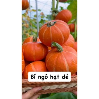 Hạt Giống Bí đỏ mặt trời