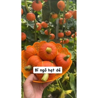 Hạt Giống Bí đỏ mặt trời