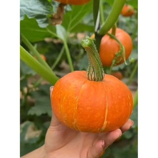 Hạt Giống Bí đỏ mặt trời