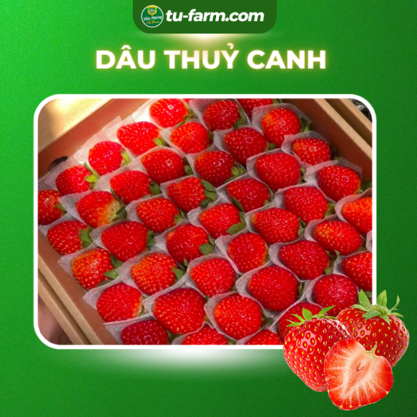 Dâu Nhật thuỷ canh THƠM ĐẬM, NGỌT ngon [Ship Hoả Tốc]