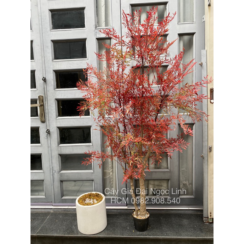 Cây nam thiên trúc giả