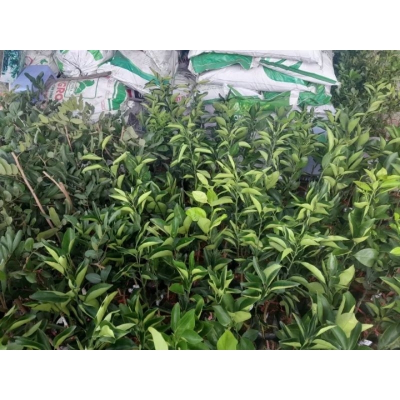 CÂY GIỐNG CAM XOÀN