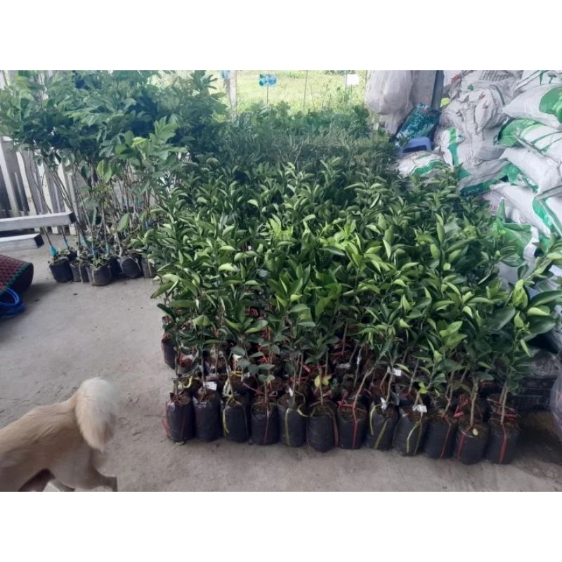 CÂY GIỐNG CAM XOÀN