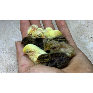 Trứng Gà Rutin