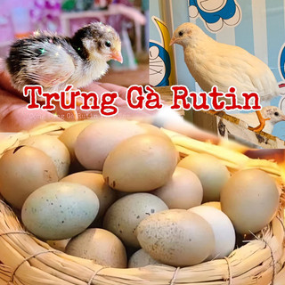 Trứng Gà Rutin