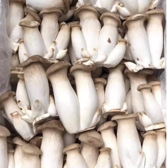 nấm đùi gà tươi  túi 500gr🍄 giòn ngon 🍄 bổ dưỡng 💥 DTFoods(CHUYÊN SỈ)