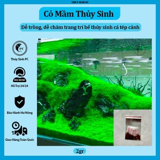Hạt giống cỏ mầm trải nền hồ thủy sinh 2gr