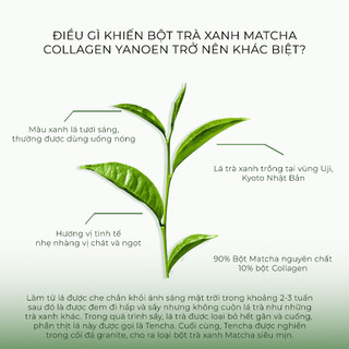 Bột trà xanh Matcha Uji Yanoen