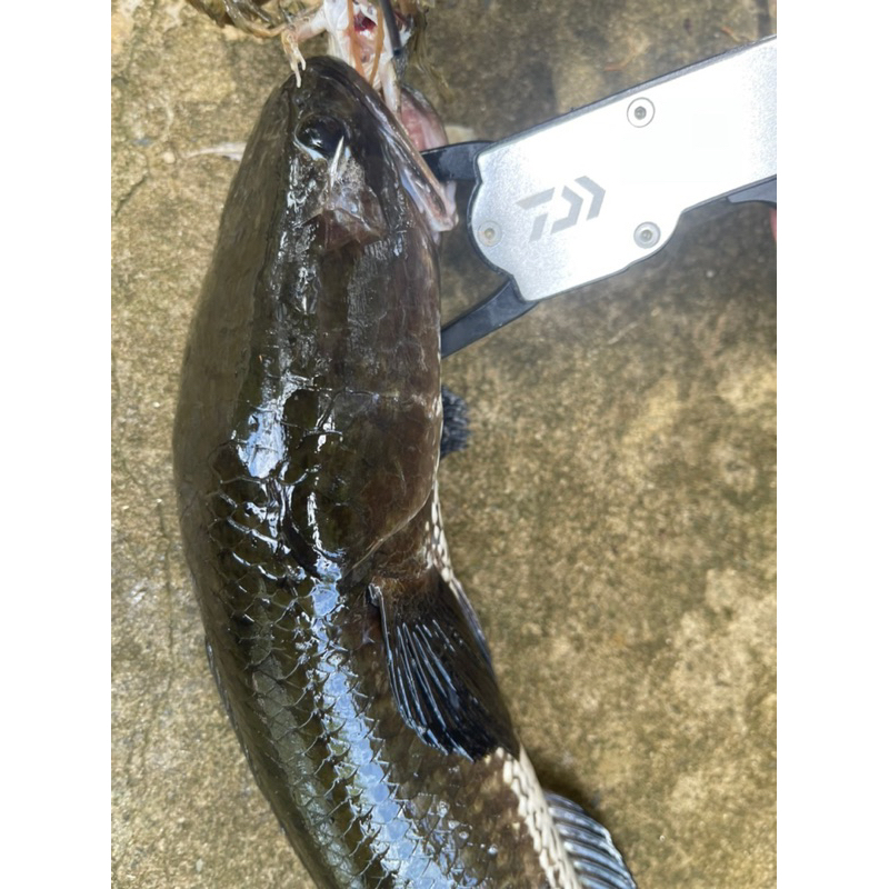 Lưỡi Câu Cá Lóc _ Móng Heo _ Thép Lò Xo