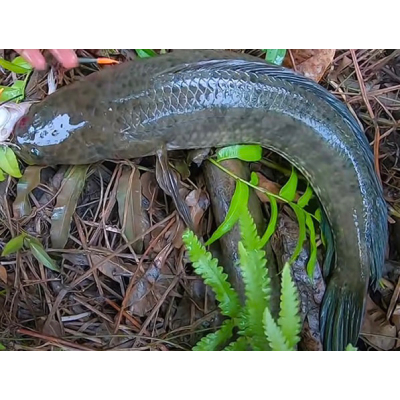 Lưỡi Câu Cá Lóc _ Móng Heo _ Thép Lò Xo