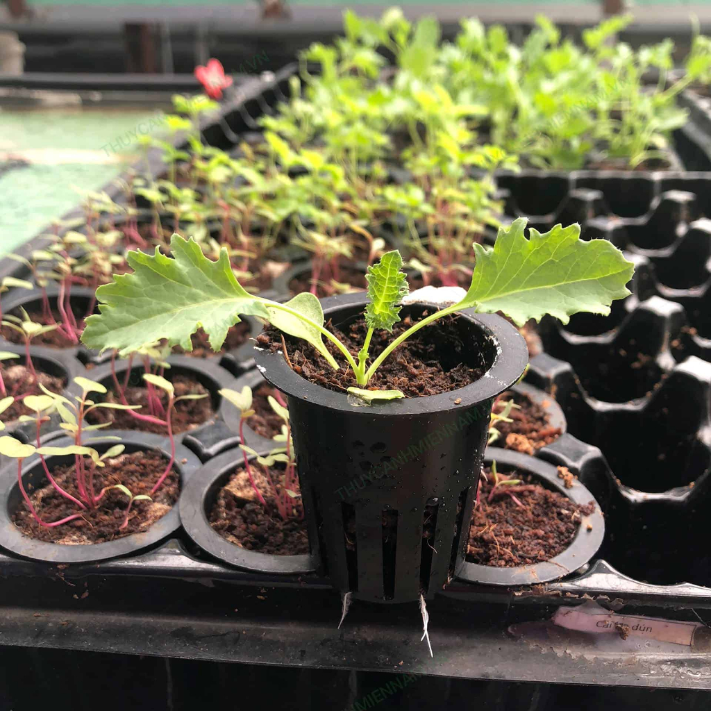 Sỉ Xơ dừa nén mụn đất hữu cơ 500g vi sinh dinh dưỡng