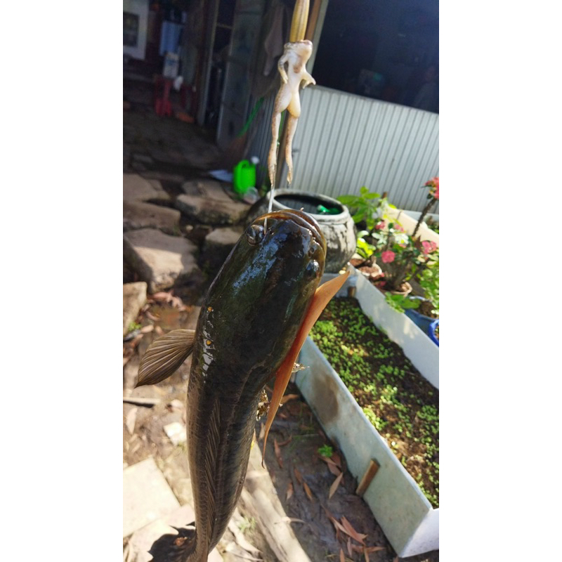 Lưỡi Câu Cá Lóc _ Mẫu Rùa _ Thép Lò Xo