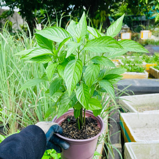 Cây giống lá cẩm