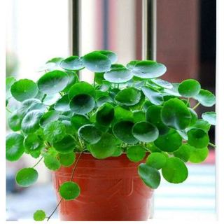 100 Hạt giống cỏ đồng tiền lá nhỏ - Dichondra Repens