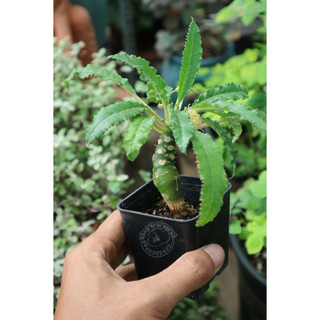 Cây hoa MẶT TRỜI thân củ - Cây trên một năm tuổi (CHẬU NHỰA-DORSTENIA)