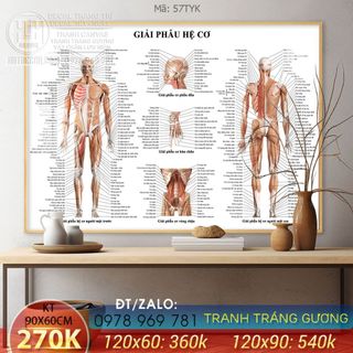 Tranh Tráng gương Y khoa - Giải phẫu hệ cơ