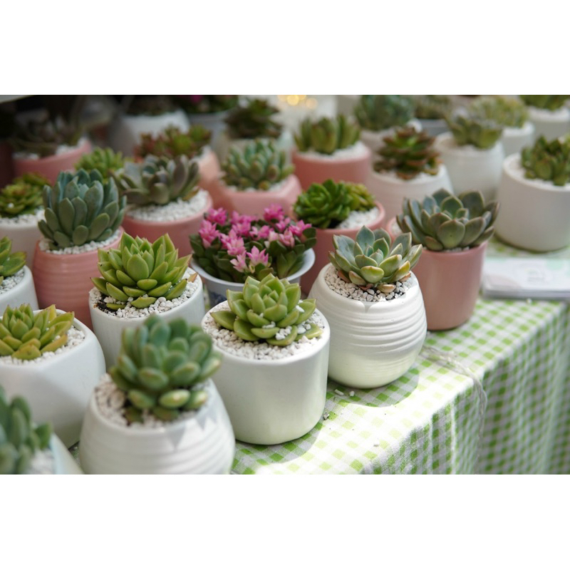 Chậu gốm Bát Tràng mini - Chậu trồng cây cảnh và sen đá 8x8x8 cm