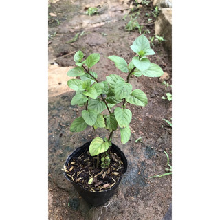 Bạc hà cam orange mint ( cây giống nhỏ )