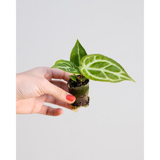 Kiểng Lá _ Anthurium Crystal (Cây Giống Gieo Hạt)