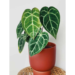 Kiểng Lá _ Anthurium Crystal