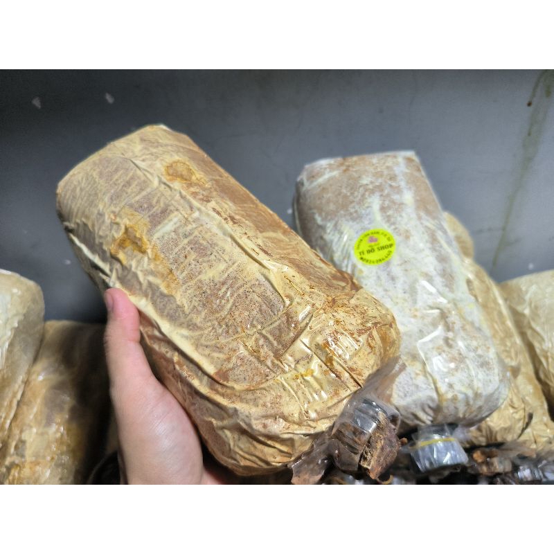 Phôi thải nấm Linh Chi đỏ đã ra nấm.