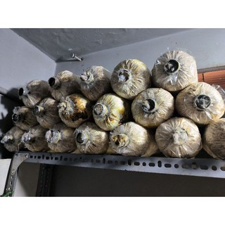 Phôi thải đã ra nấm.