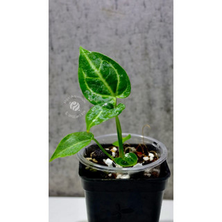 Kiểng Lá _ Anthurium Crystal (Cây Giống Gieo Hạt)