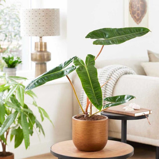 Kiểng lá _ cây hạc cam _ philodendron billietiae