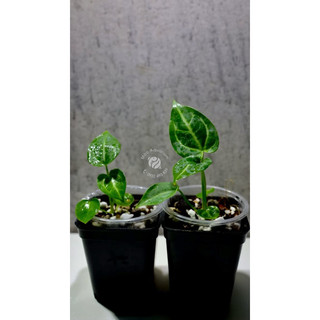Kiểng Lá _ Anthurium Crystal (Cây Giống Gieo Hạt)