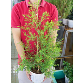 Cây Tràm Trà JUN GARDEN loại Lá Kim giống khoẻ