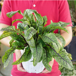 Cải chua Sorrel Gân Đỏ JUN GARDEN
