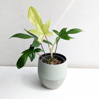 Kiểng Lá _ Trầu Bà Cánh Én (Cây Giống) _ Philodendron Florida Ghost