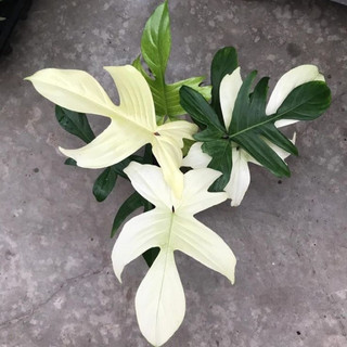 Kiểng Lá _ Trầu Bà Cánh Én _ Philodendron Florida Ghost