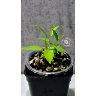 Kiểng Lá _ Trầu Bà Cánh Én (Cây Giống) _ Philodendron Florida Ghost
